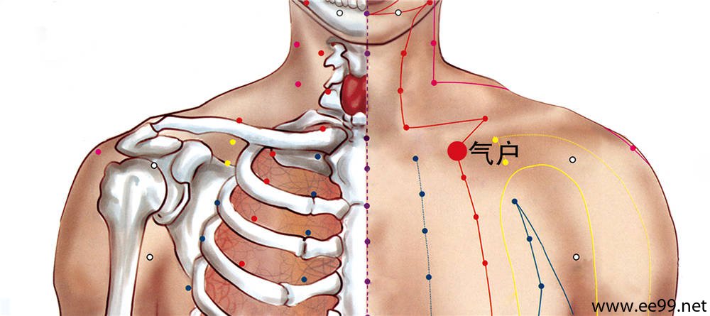 有胸肩峰动,静脉分支,外上方为锁骨下静脉;为锁骨上神经,胸前神经分支