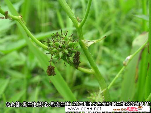 1432X450354460-5A61.jpg