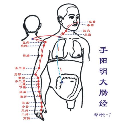 手阳明大肠经,大肠经经络图