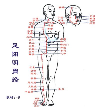 足阳明脉的位置图图片