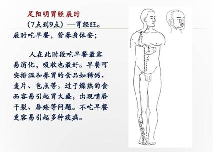 足阳明胃经