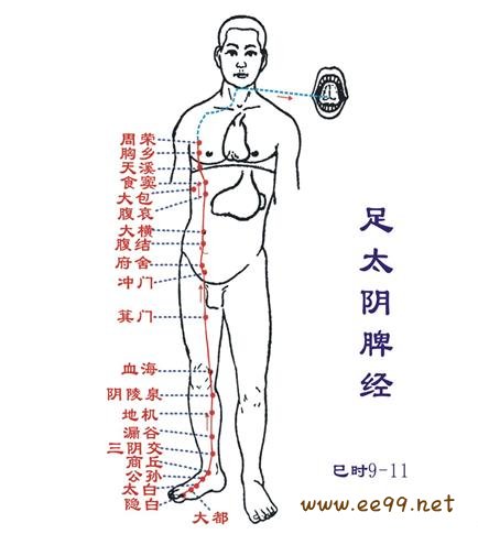 足太阴脾经,脾经经络图