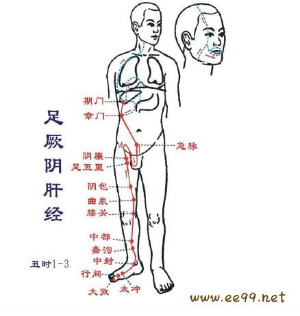 足厥阴肝经,肝经经络图