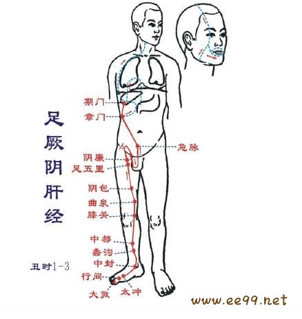 足厥阴肝经的循行路线图片