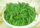 茼蒿 茼蒿