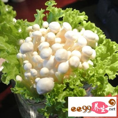 金针菇算得上是一类很形象的“单腿”植物 金针菇算得上是一类很形象的“单腿”植物