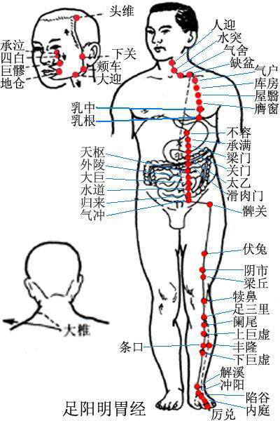 人体胃经准确位置图片图片