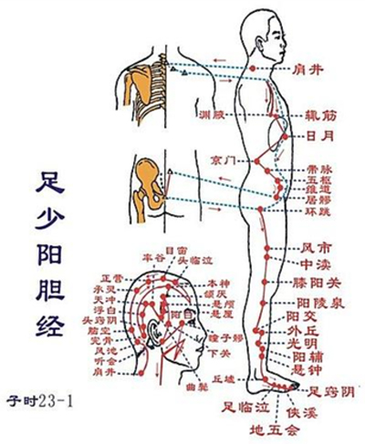 胆经