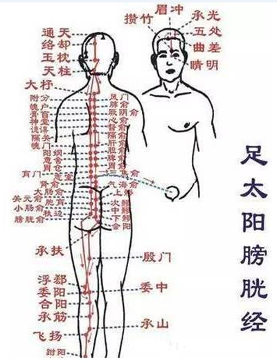 膀胱经