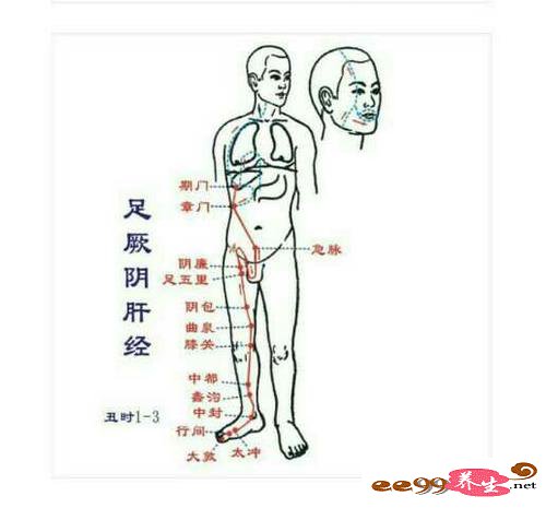 足厥阴肝经