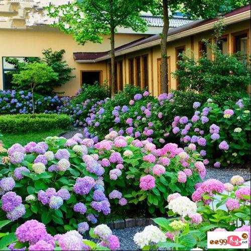 八仙花