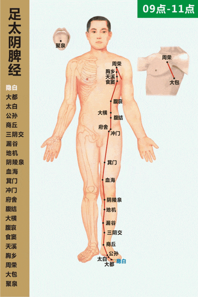 足太阴睥经