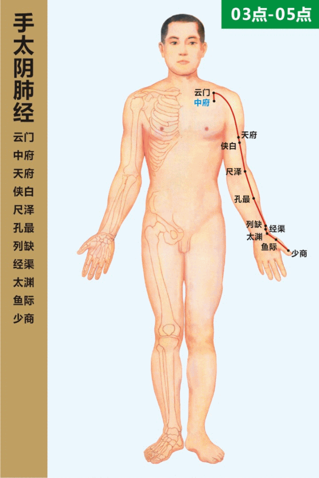 手太阴肺经