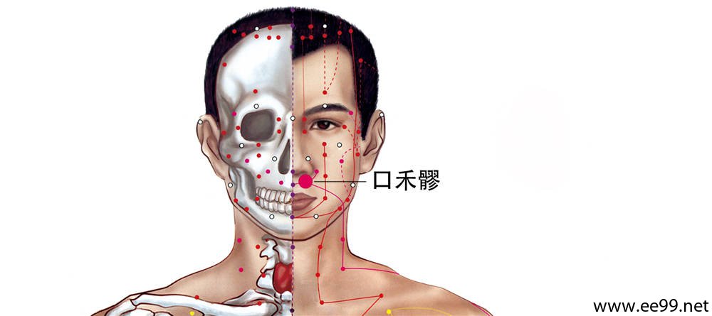 口禾髎穴
