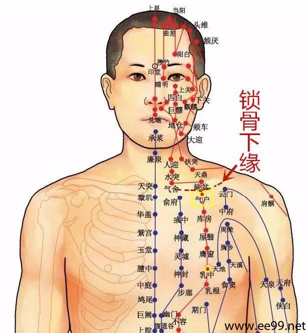 人体气户位置图图片