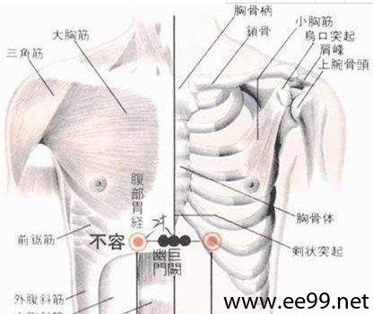 不容穴的位置解剖分析图