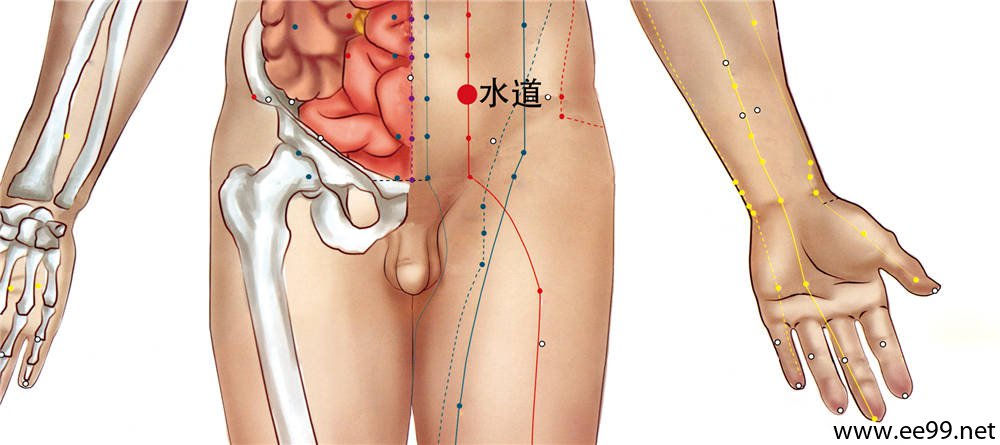 水道穴的准确位置图