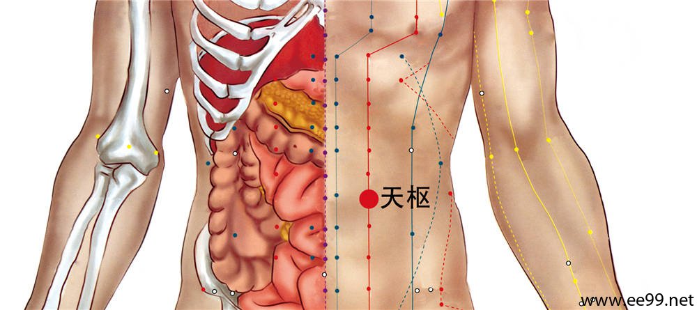 天枢穴的准确位置图