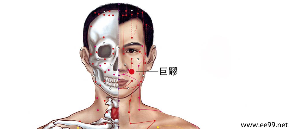 巨髎穴的准确位置图