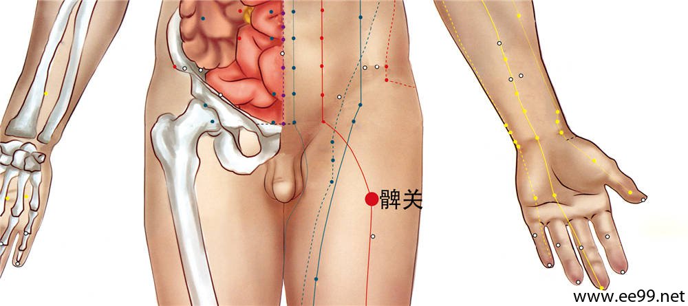 髀关穴的准确位置图
