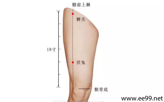 腿前侧经络图片