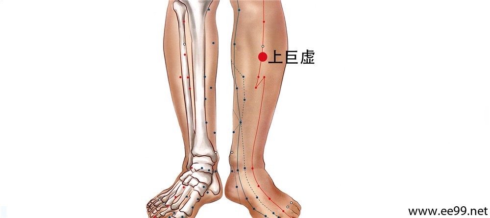 上巨虚作用图片