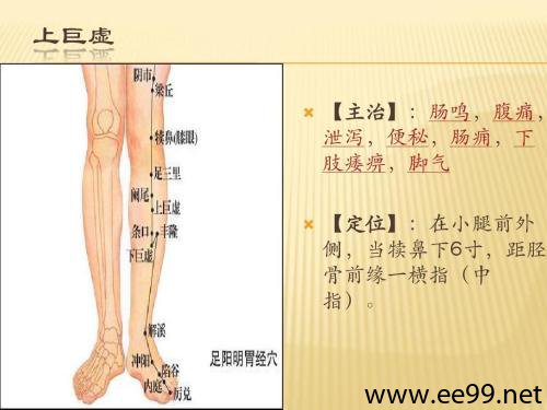 足阳明胃经上巨虚穴的位置图