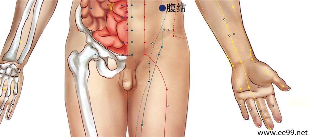 腹结穴位置图