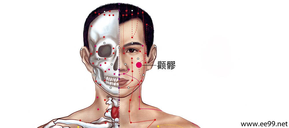 颧髎穴位置图