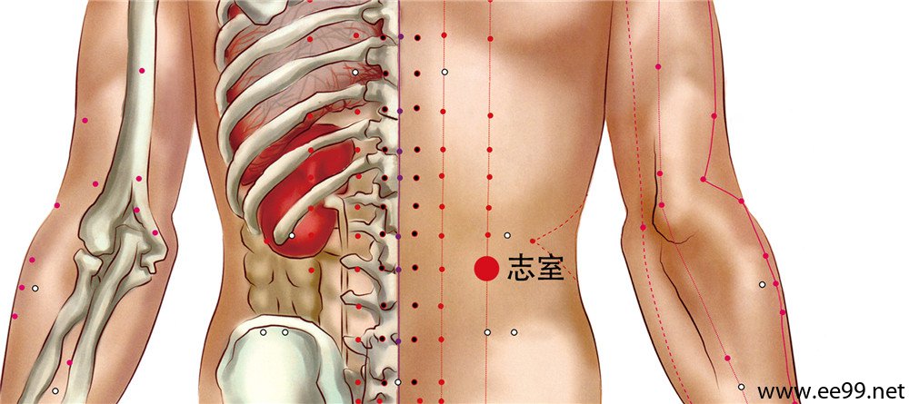 志室穴位置图
