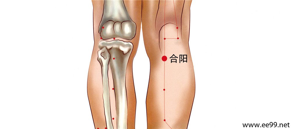 合阳穴位置图