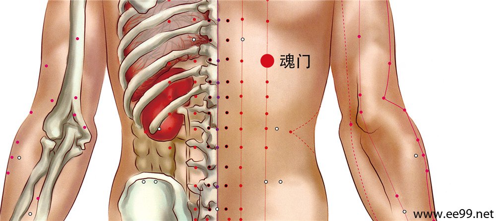 魂门穴位置图