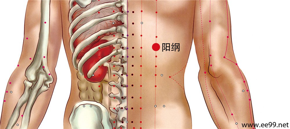 阳纲穴位置图
