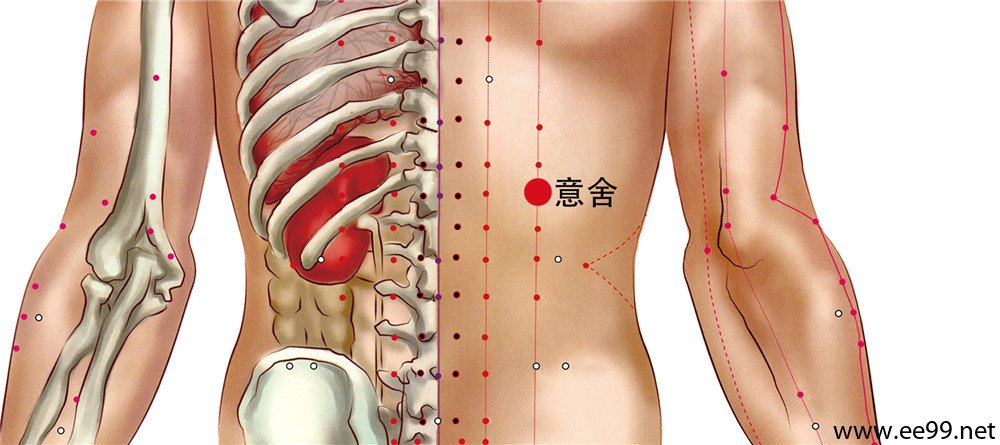 意舍穴位置图