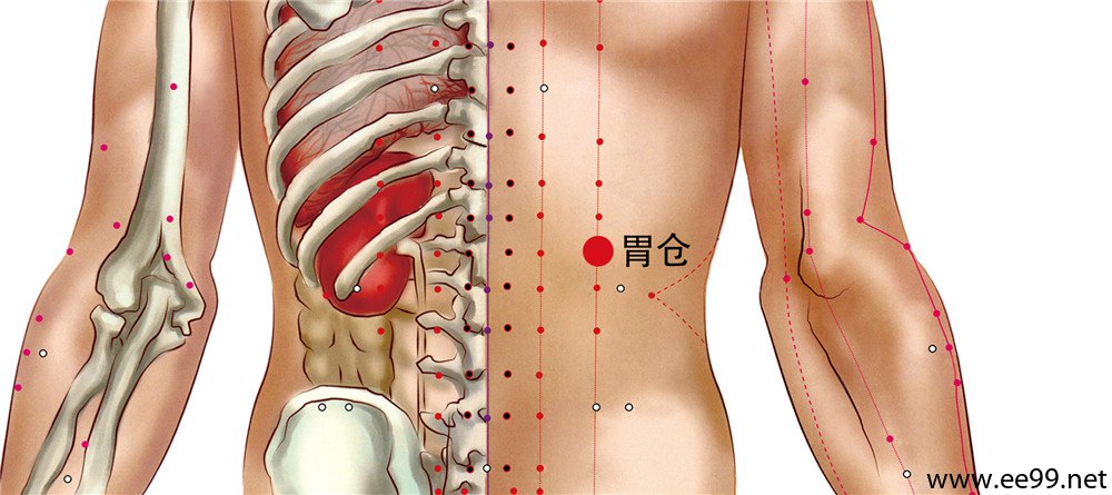 胃仓穴位置图