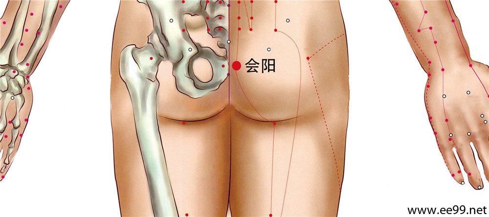会阳穴位置图