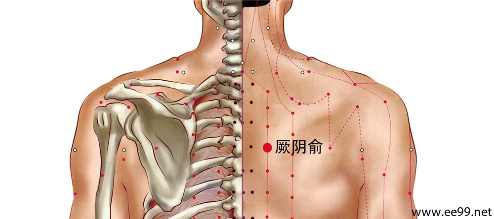 厥阴俞穴位置图