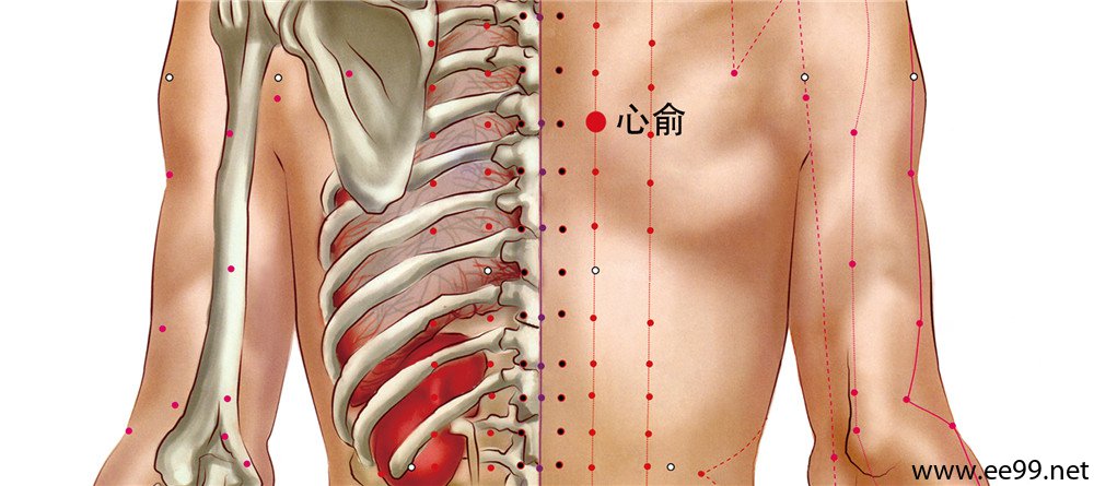 心俞穴位置图