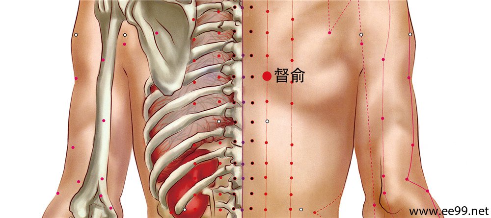 督俞穴位置图