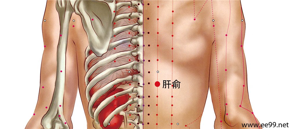 肝俞穴位置图