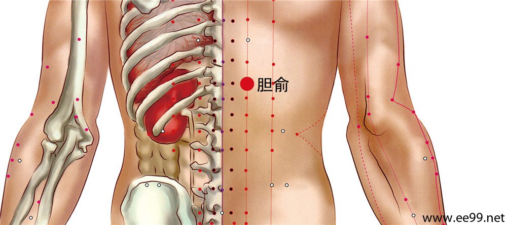 胆俞穴位置图