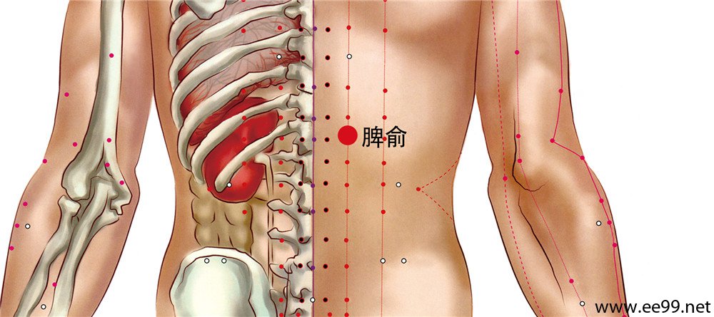 脾俞穴位置图