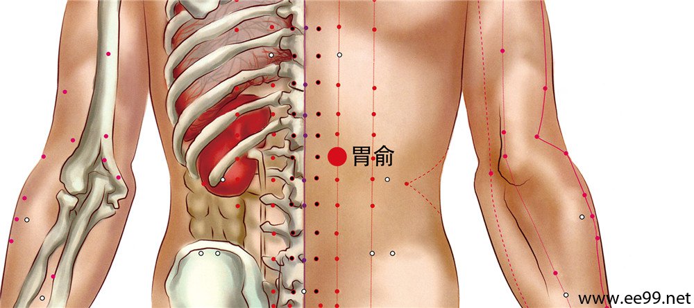 胃俞穴位置图