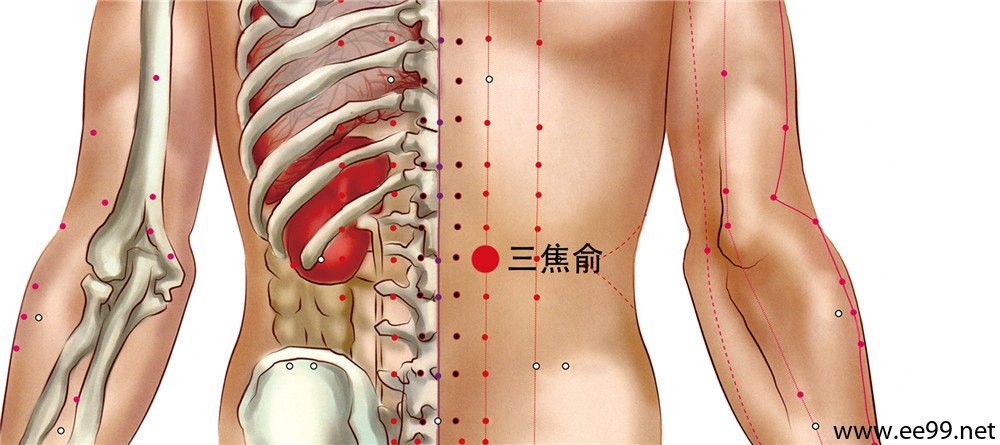 三焦俞穴位置图