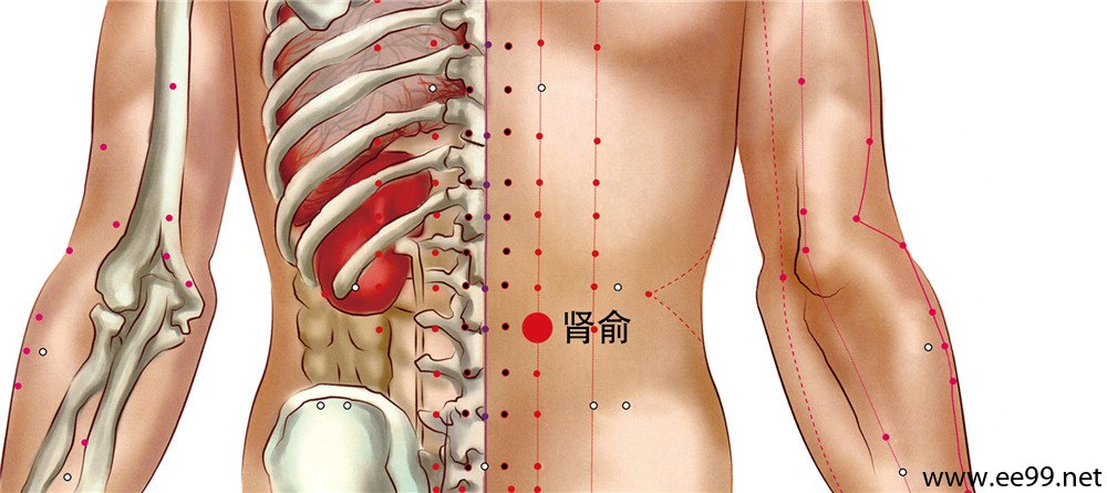 肾俞穴位置图