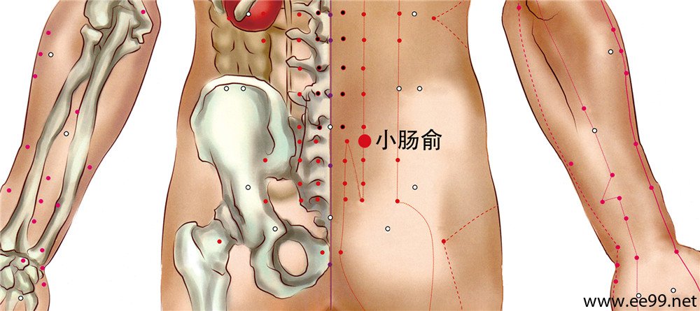 小肠俞穴位置图