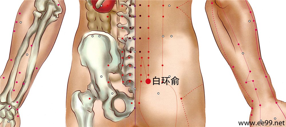 白环俞穴位置图