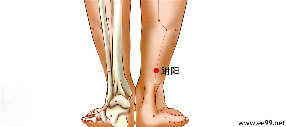 跗阳穴位置图