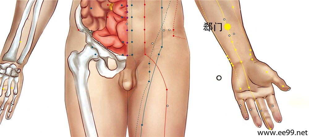 郄门穴位置图