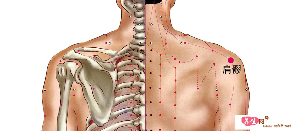 肩髎位置图图片